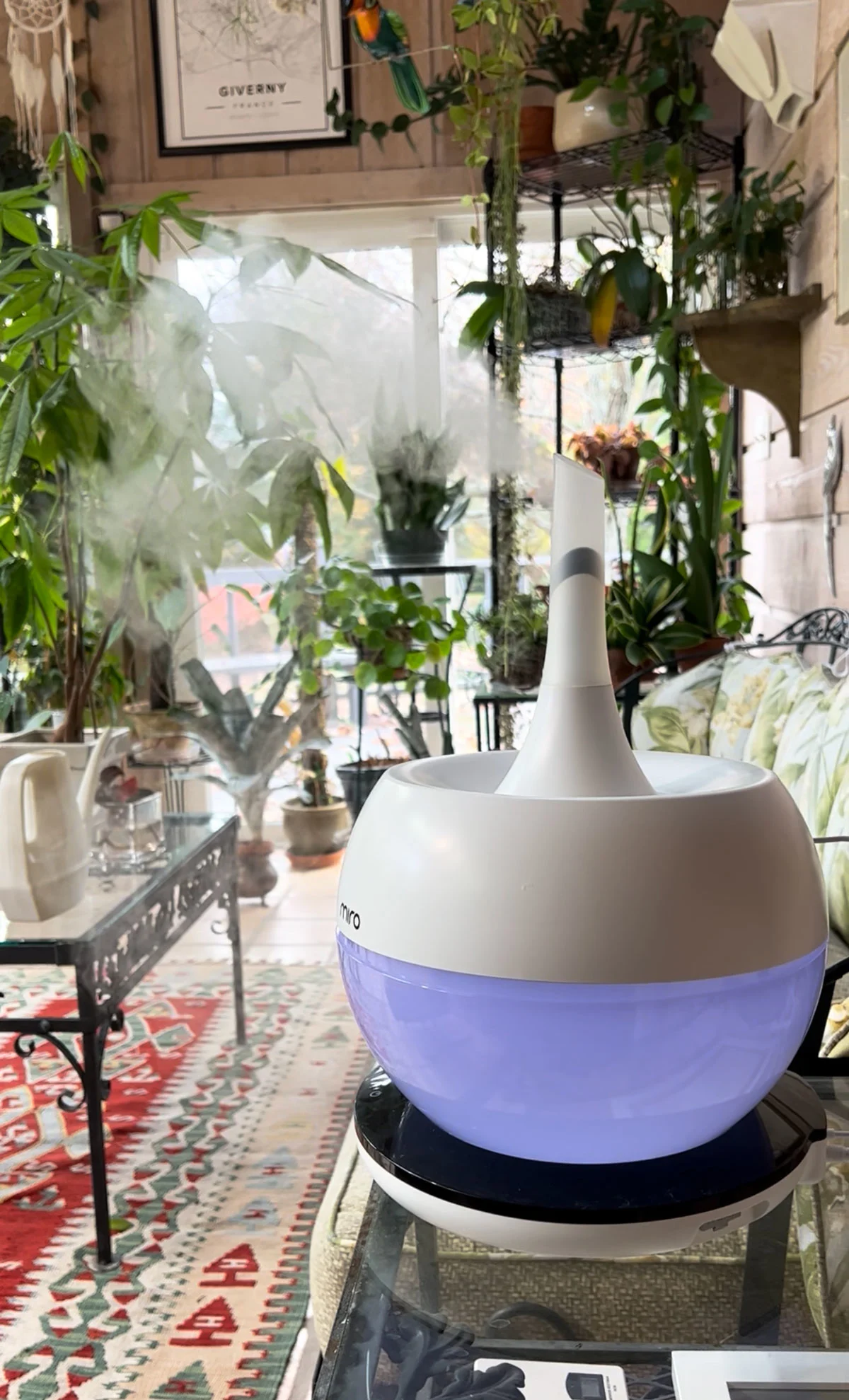 winter-orchid-care-humidity