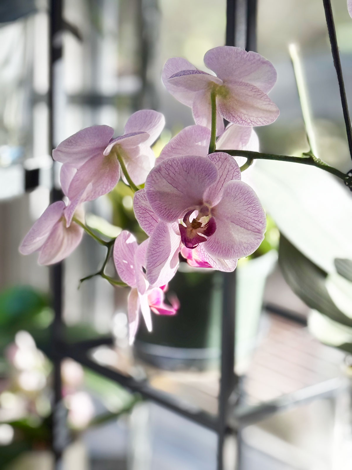 winter-orchid-care-fertilizing