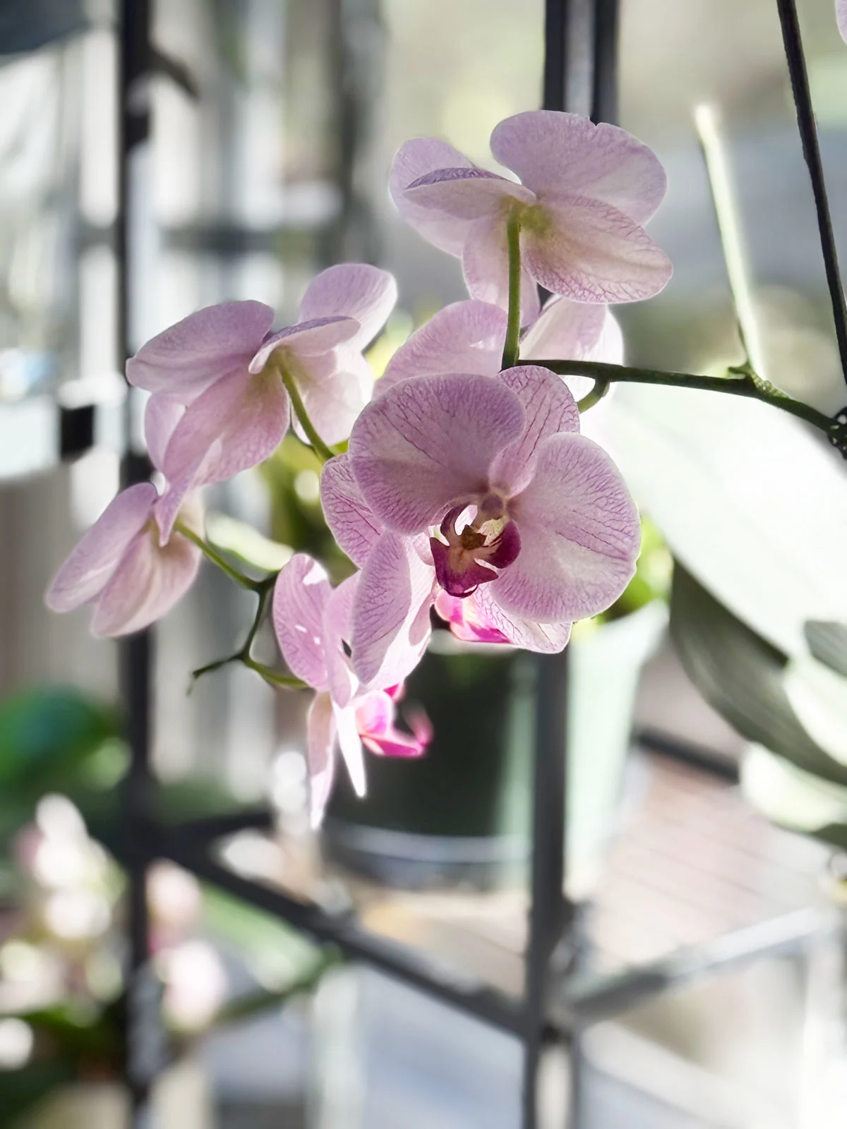 winter-orchid-care-fertilizing