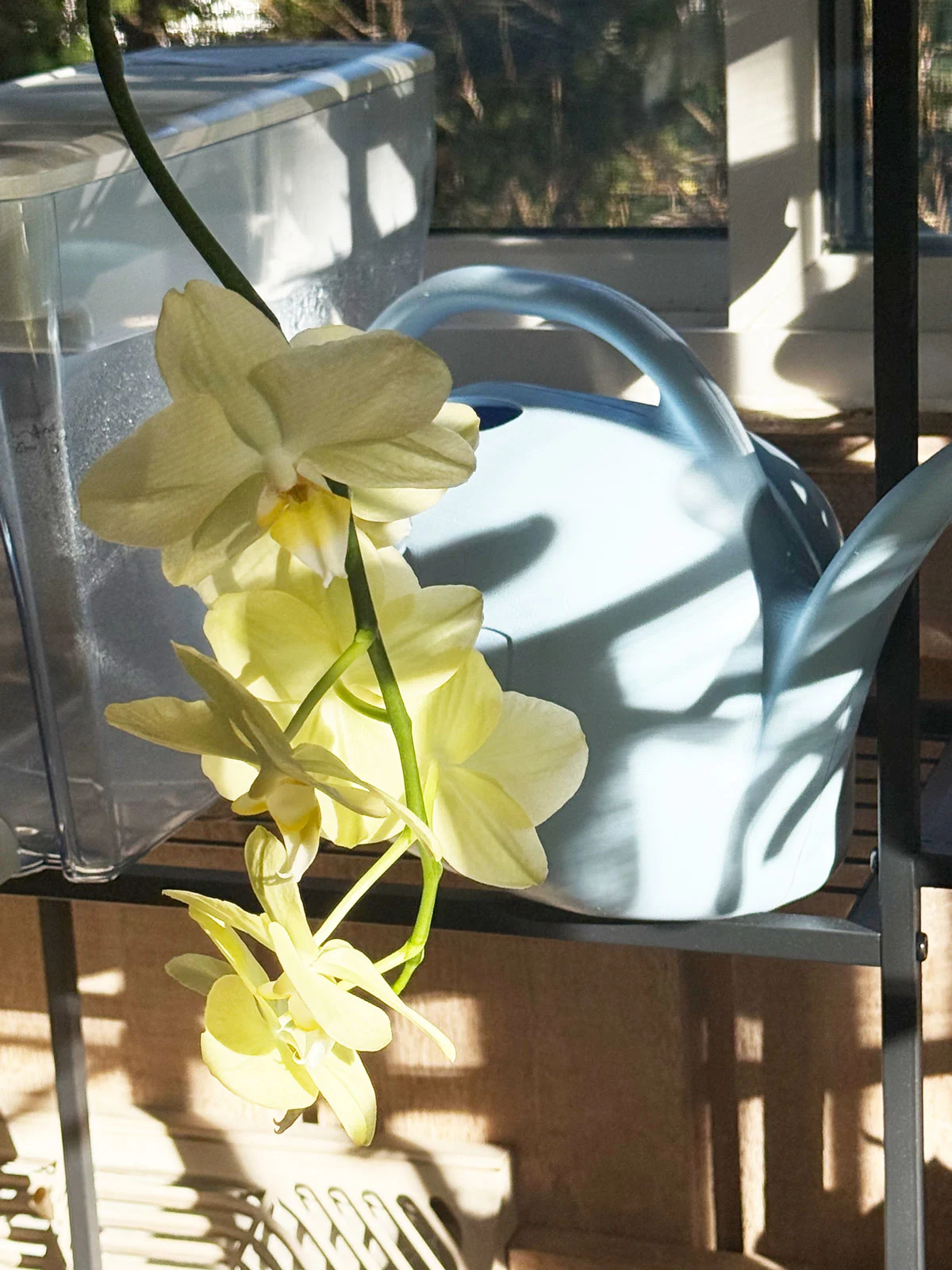 winter-orchid-care-watering