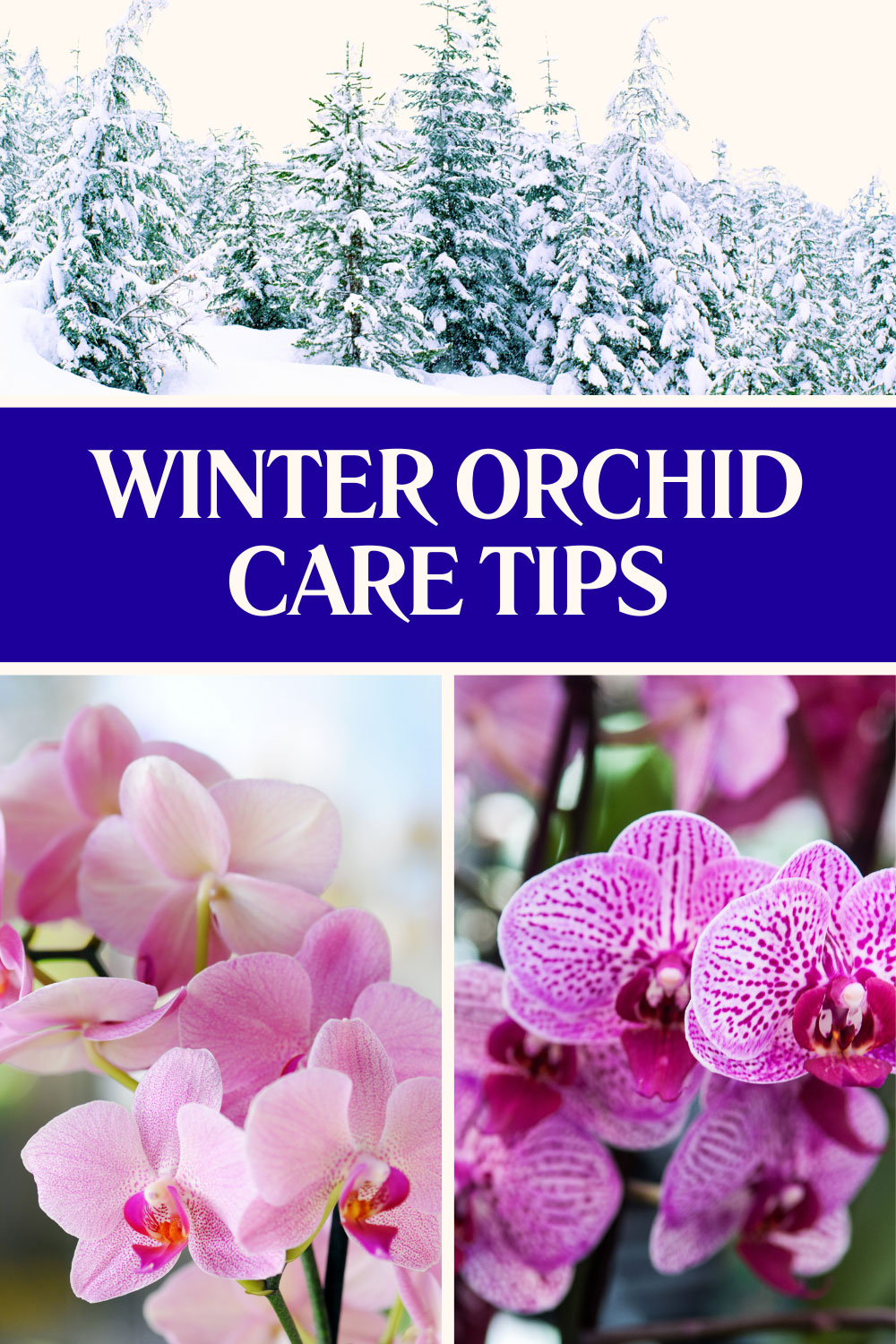 caring-for-orchids-in-winter