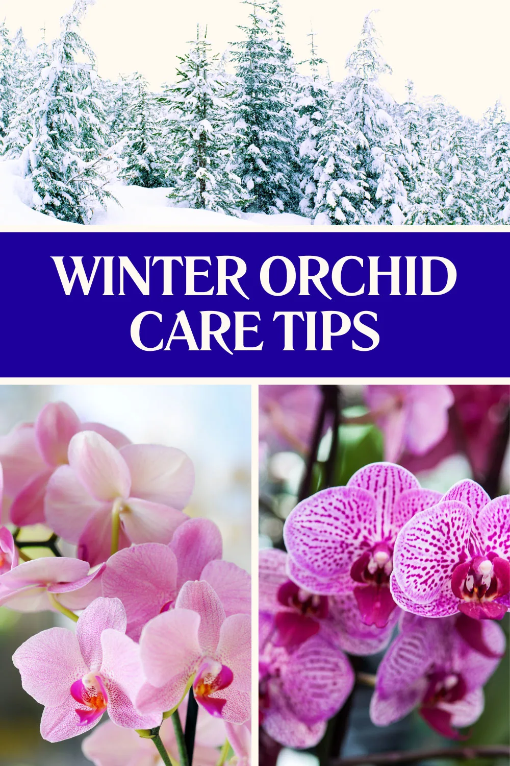 caring-for-orchids-in-winter