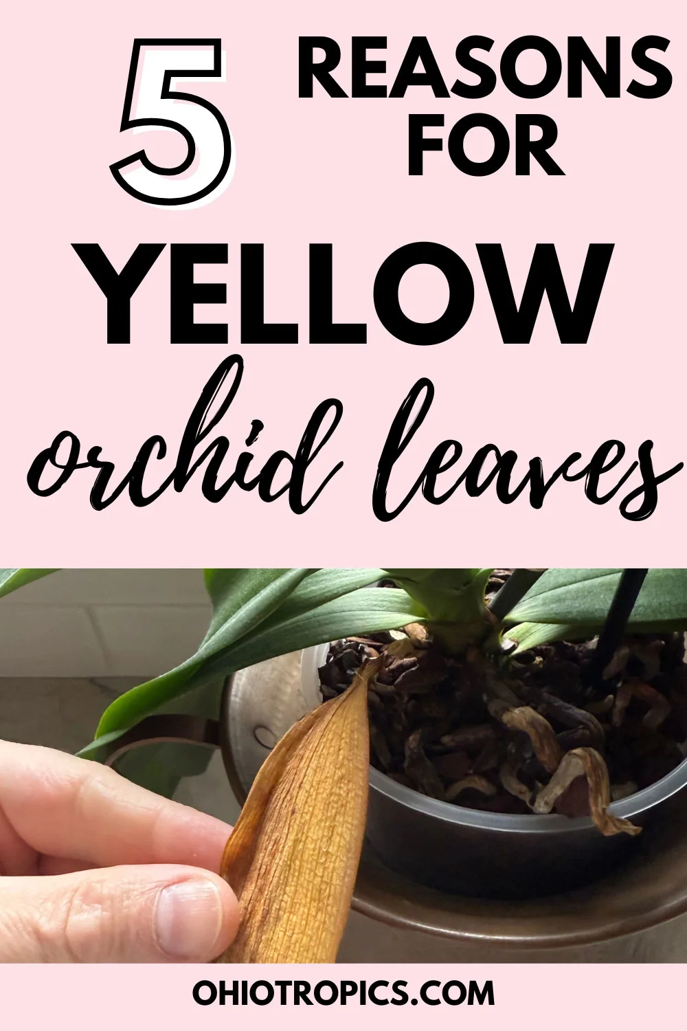 reasons-for-yellow-orchid-leaves