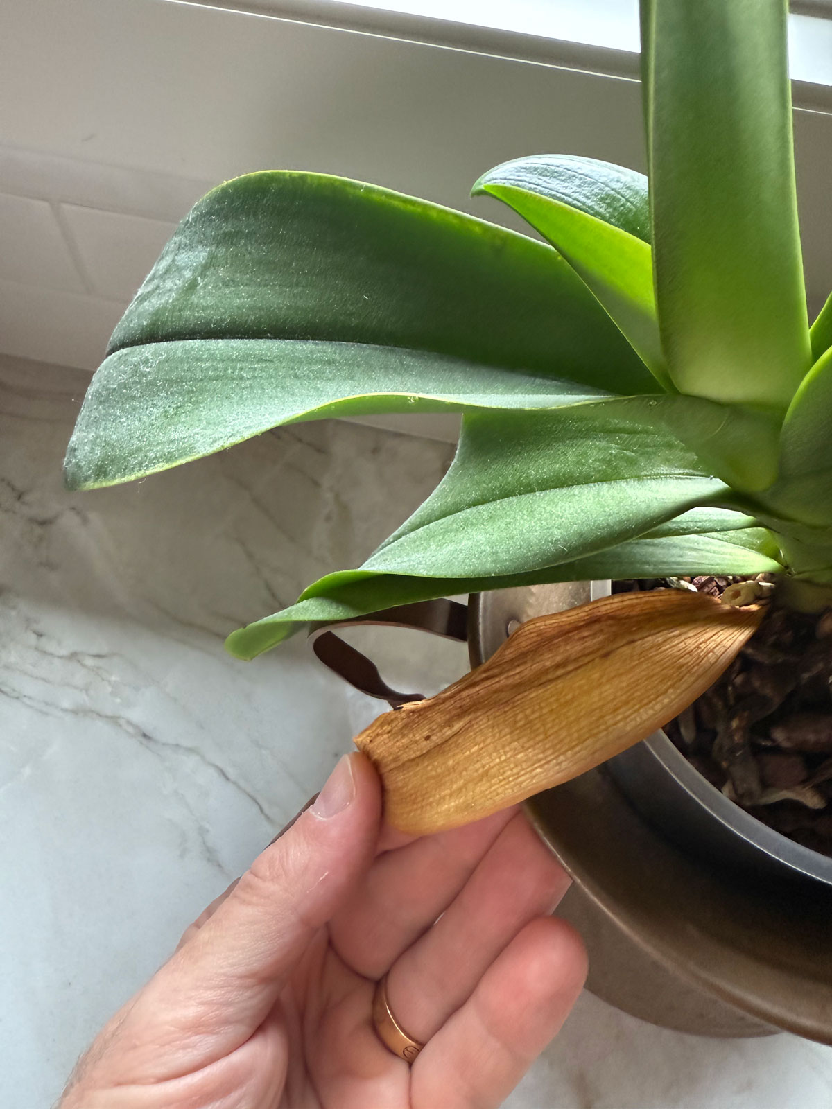 yellow-orchid-leaves