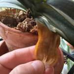 yellow-orchid-leaves-2