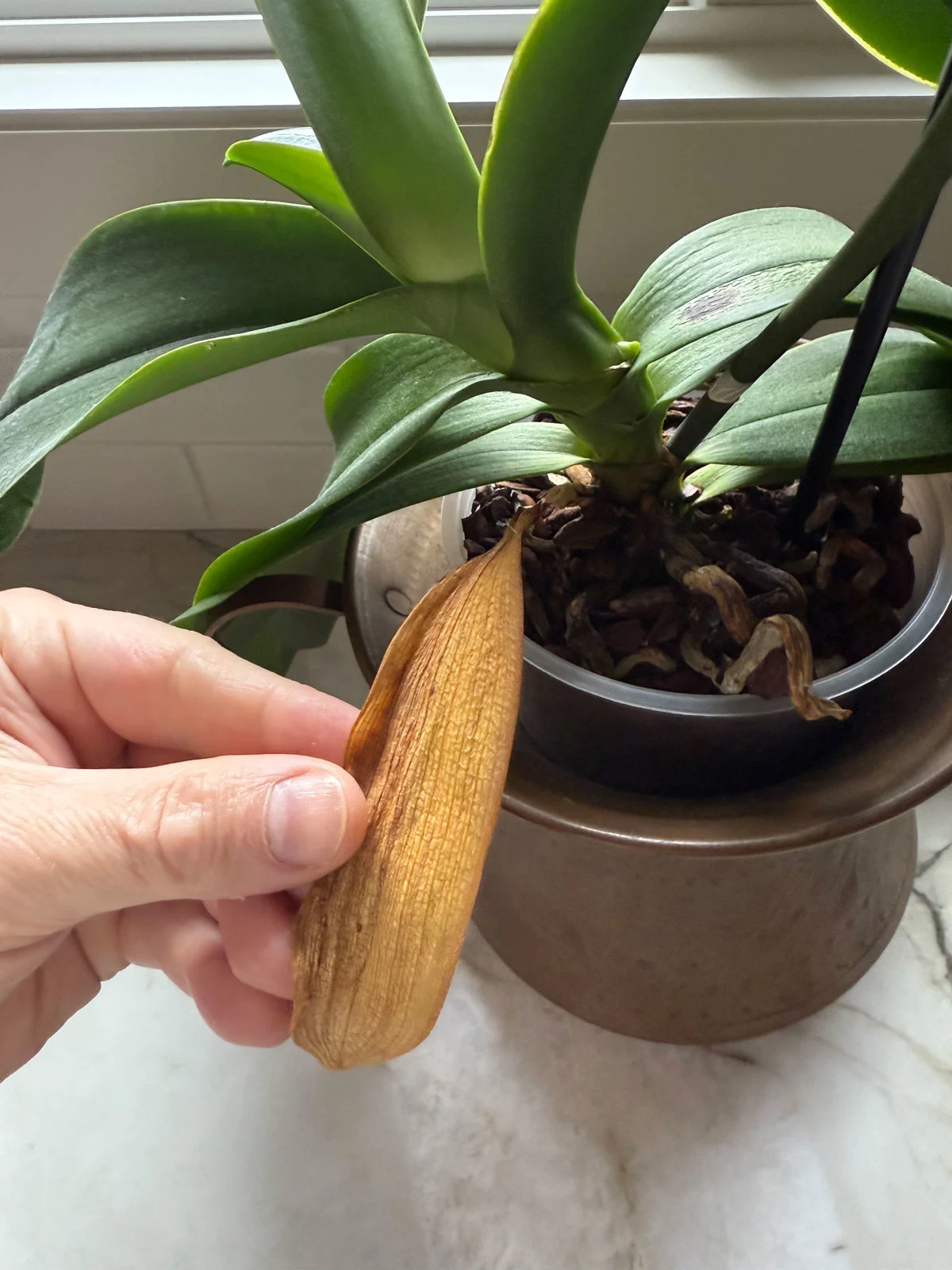 yellow-orchid-leaves
