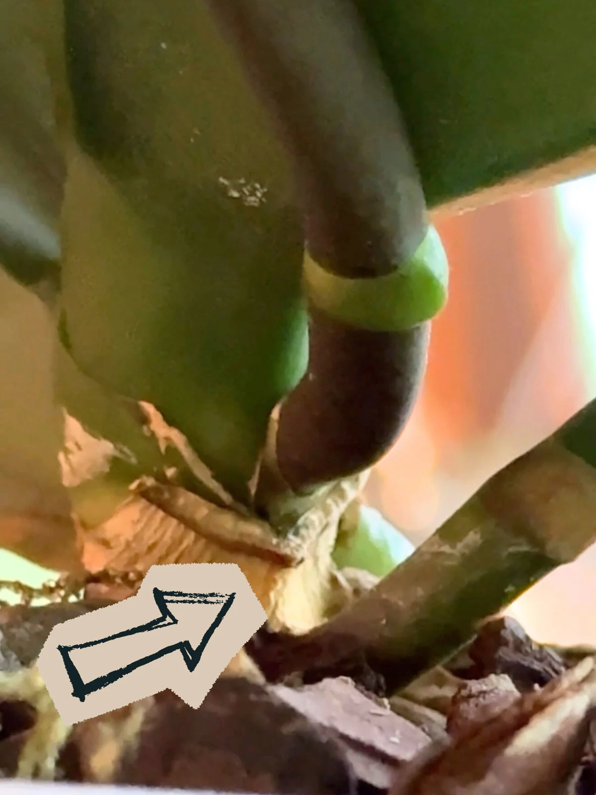 yellow-orchid-leaves-abscission