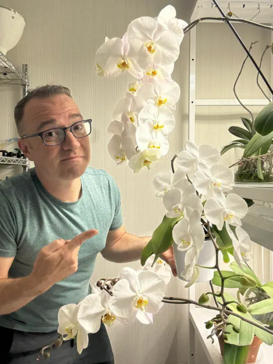 how-to-grow-orchids-under-lights