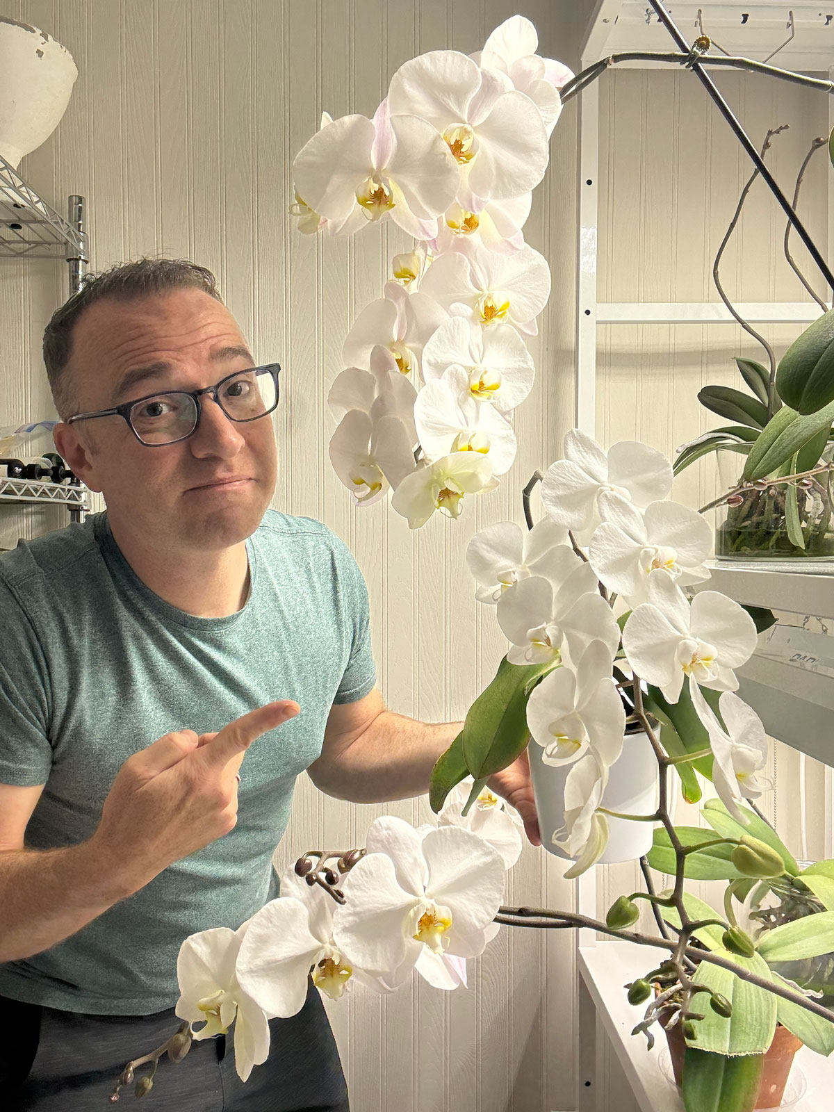 how-to-grow-orchids-under-lights