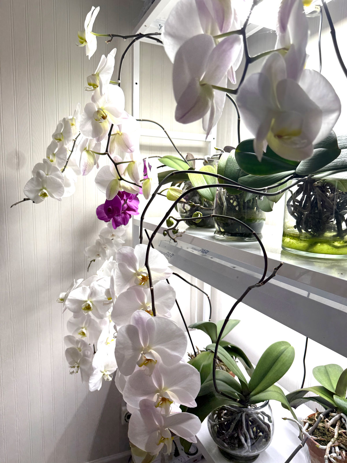 grow-lights-water-culture-orchids