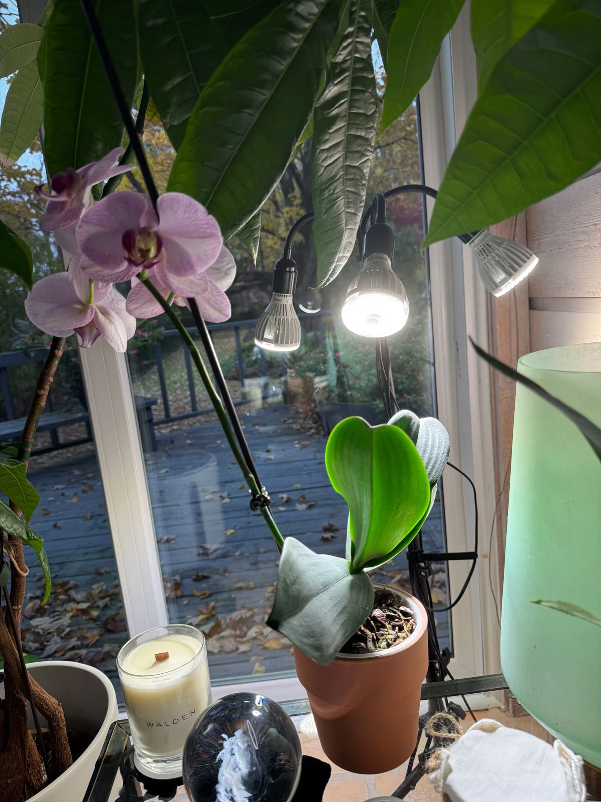 gooseneck-grow-lights-orchids